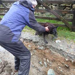 Lily negociating Stile End Track