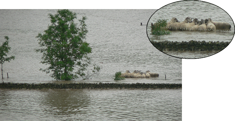stranded tups