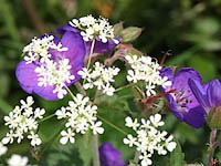cranesbill and cowparsley