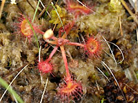 sundew