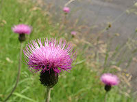 melancholy thistle