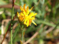 bog asphodel