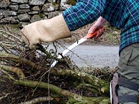 hedge laying in winter