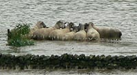 Tups stranded in flood