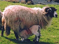 swaledale sheep and lamb with smit mark M