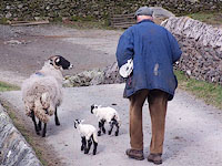 some new lambs need special care