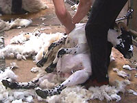clipping at High Swinklebank