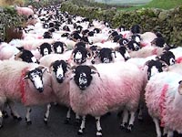 taking sheep to the fells