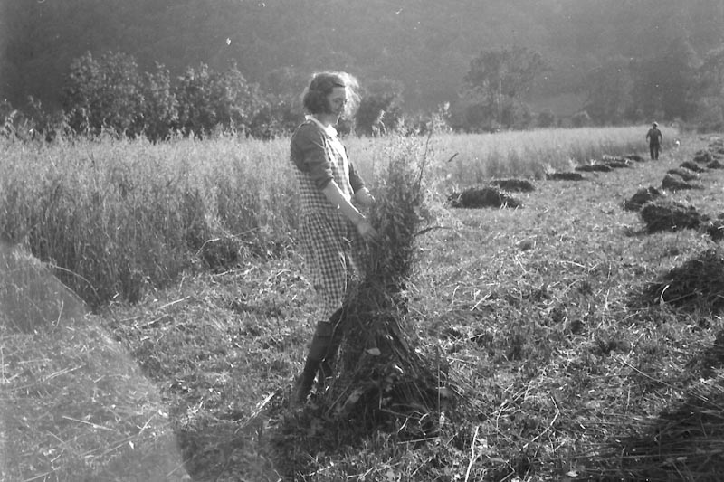 Harvesting, 1940s-1950s